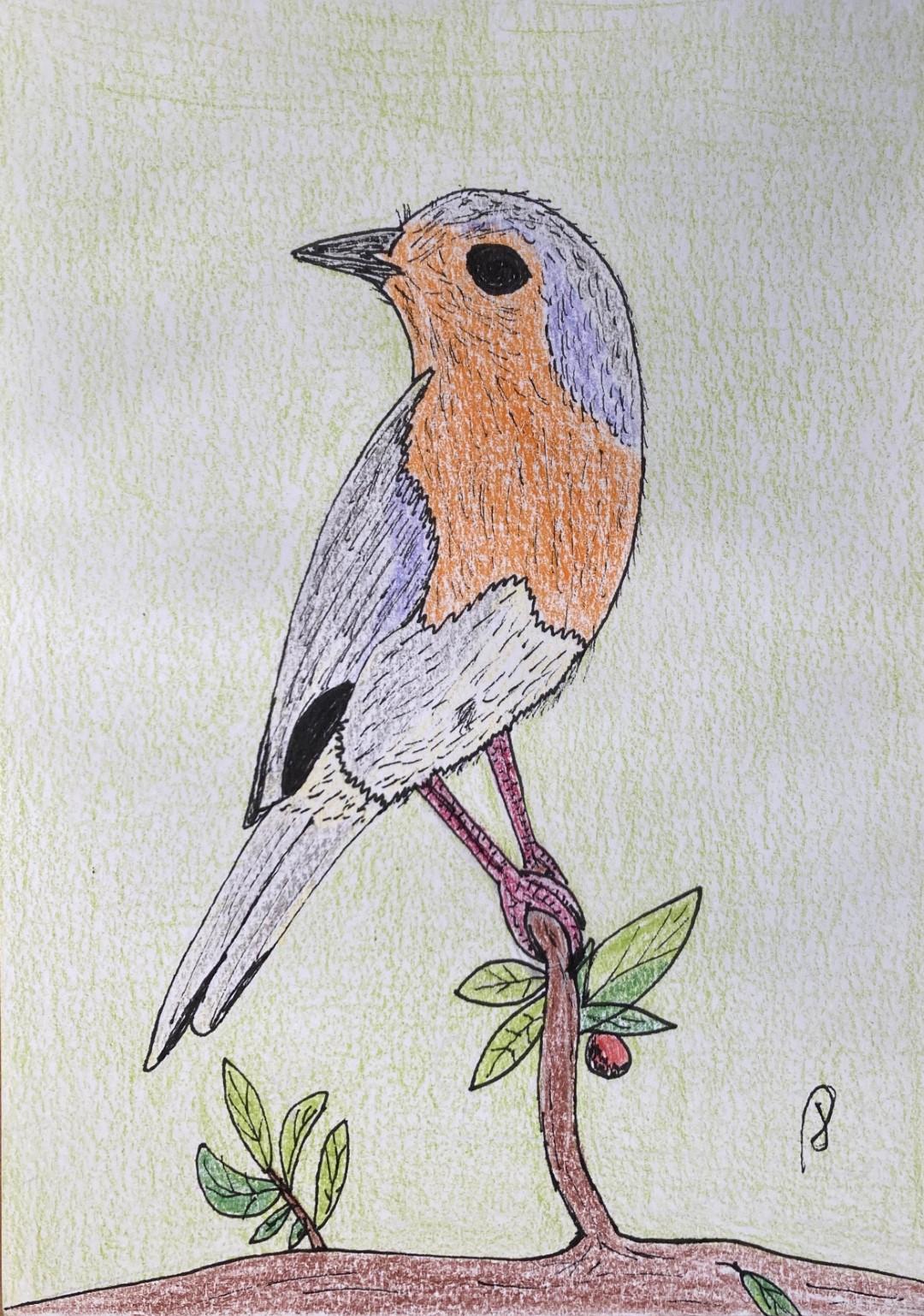 European Robin